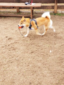 わんダフルネイチャーヴィレッジに投稿された画像（2023/2/25）