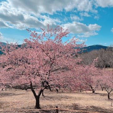 いばらきフラワーパークに投稿された画像（2023/2/25）