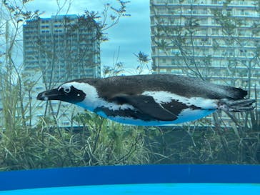 サンシャイン水族館に投稿された画像（2023/2/25）