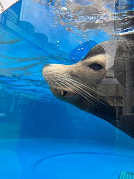 サンシャイン水族館に投稿された画像（2023/2/25）