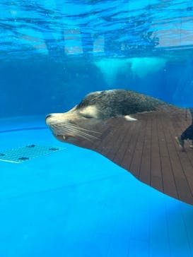 サンシャイン水族館に投稿された画像（2023/2/25）