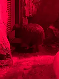 天王寺動物園に投稿された画像（2023/2/25）