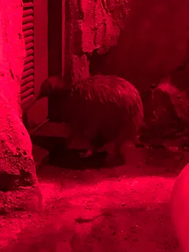 天王寺動物園に投稿された画像（2023/2/25）