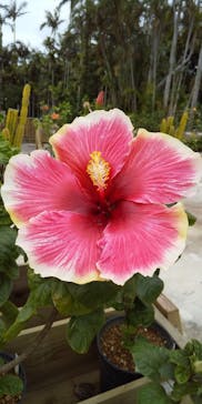 美らヤシパークオキナワ・東南植物楽園に投稿された画像（2023/2/25）