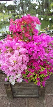 美らヤシパークオキナワ・東南植物楽園に投稿された画像（2023/2/25）