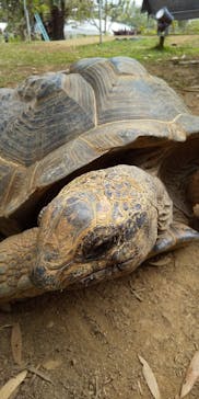 美らヤシパークオキナワ・東南植物楽園に投稿された画像（2023/2/25）