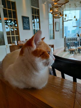 猫カフェモカ　原宿店に投稿された画像（2023/2/25）