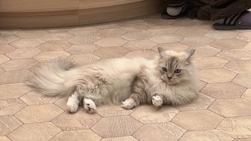 猫カフェモカ　イオンモール幕張新都心店に投稿された画像（2023/2/25）