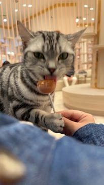 猫カフェモカ　イオンモール幕張新都心店に投稿された画像（2023/2/25）