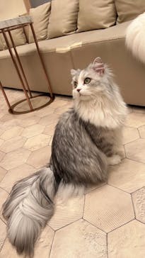 猫カフェモカ　イオンモール幕張新都心店に投稿された画像（2023/2/25）