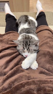 猫カフェモカ　イオンモール幕張新都心店に投稿された画像（2023/2/25）