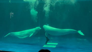 島根県立 しまね海洋館に投稿された画像（2023/2/25）