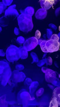 島根県立 しまね海洋館に投稿された画像（2023/2/25）