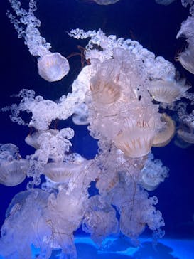 新江ノ島水族館に投稿された画像（2023/2/25）