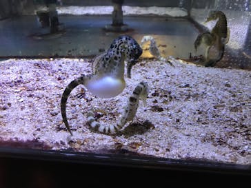 ゼロ距離水族館 伊勢シーパラダイスに投稿された画像（2023/2/25）