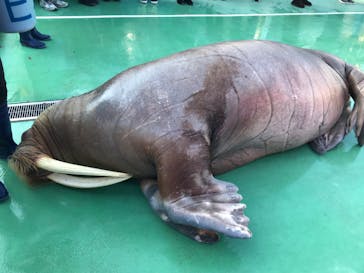 ゼロ距離水族館 伊勢シーパラダイスに投稿された画像（2023/2/25）