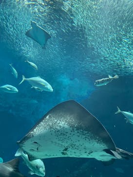 マリンワールド海の中道に投稿された画像（2023/2/25）