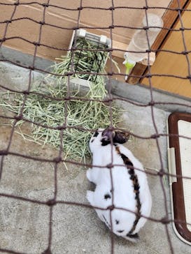 淡路ファームパーク イングランドの丘に投稿された画像（2023/2/25）