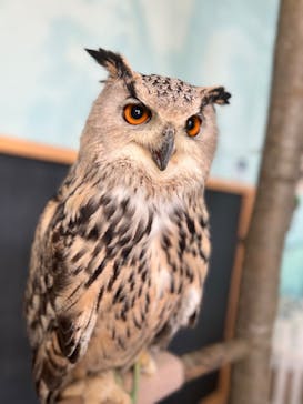 Moff animal cafe iias つくば店に投稿された画像（2023/2/25）