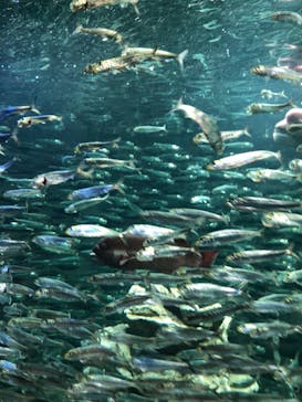 サンシャイン水族館に投稿された画像（2023/2/25）