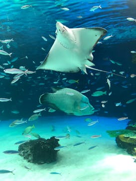 サンシャイン水族館に投稿された画像（2023/2/25）