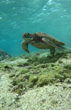 宮古島 ADVENTURE PiPi（ミヤコジマ アドベンチャー ピピ）に投稿された画像（2023/2/25）