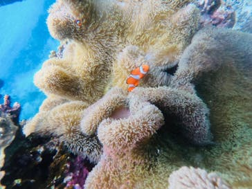 宮古島 ADVENTURE PiPi（ミヤコジマ アドベンチャー ピピ）に投稿された画像（2023/2/25）