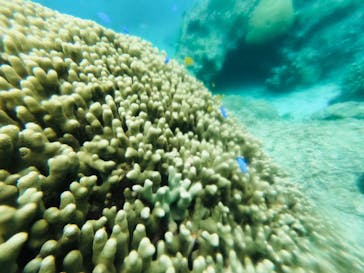 宮古島 ADVENTURE PiPi（ミヤコジマ アドベンチャー ピピ）に投稿された画像（2023/2/25）