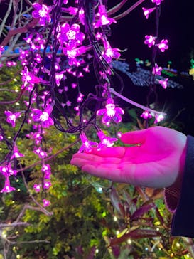 美らヤシパークオキナワ・東南植物楽園に投稿された画像（2023/2/25）