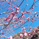 偕楽園本園に投稿された画像（2023/2/25）