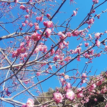 偕楽園本園に投稿された画像（2023/2/25）