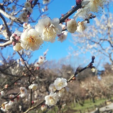 偕楽園本園に投稿された画像（2023/2/25）
