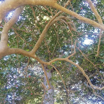 偕楽園本園に投稿された画像（2023/2/25）