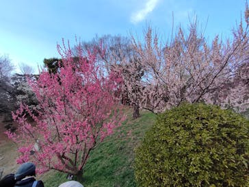 偕楽園本園に投稿された画像（2023/2/25）