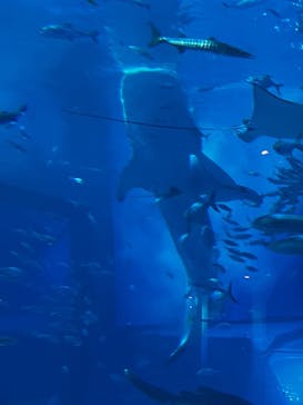 沖縄美ら海水族館に投稿された画像（2023/2/25）