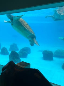 沖縄美ら海水族館に投稿された画像（2023/2/25）