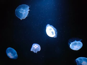 サンシャイン水族館に投稿された画像（2023/2/25）