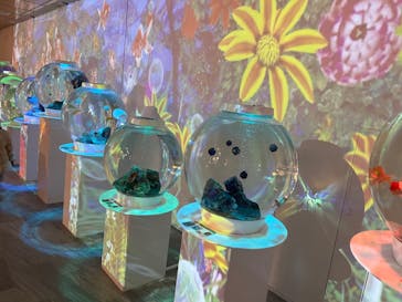 NARA KINGYO MUSEUMに投稿された画像（2023/2/25）