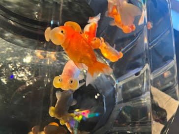 NARA KINGYO MUSEUMに投稿された画像（2023/2/25）