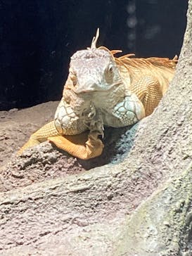 沖縄こどもの国に投稿された画像（2023/2/25）