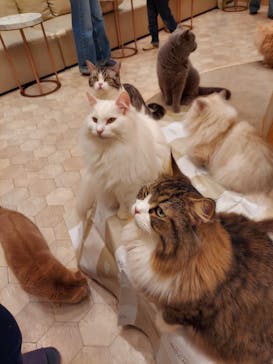 猫カフェモカ　イオンモール幕張新都心店に投稿された画像（2023/2/26）