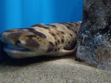 アクアワールド茨城県大洗水族館に投稿された画像（2023/2/26）