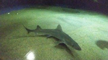 アクアワールド茨城県大洗水族館に投稿された画像（2023/2/26）