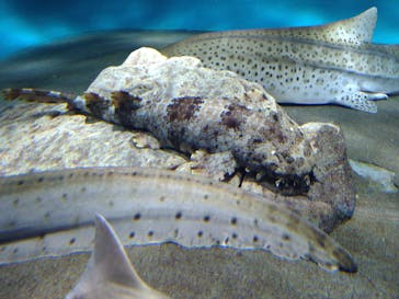 アクアワールド茨城県大洗水族館に投稿された画像（2023/2/26）
