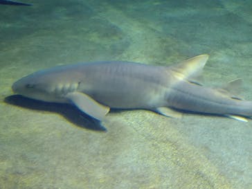 アクアワールド茨城県大洗水族館に投稿された画像（2023/2/26）