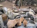 伊豆シャボテン動物公園に投稿された画像（2023/2/26）