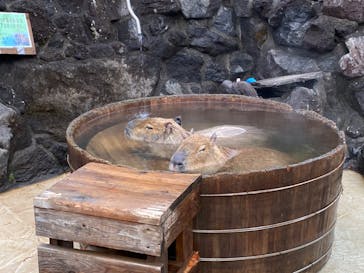 伊豆シャボテン動物公園に投稿された画像（2023/2/26）