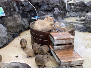 伊豆シャボテン動物公園に投稿された画像（2023/2/26）
