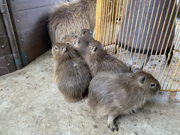 伊豆シャボテン動物公園に投稿された画像（2023/2/26）