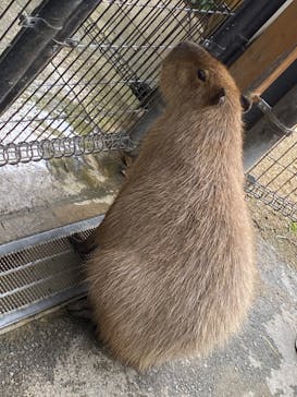 那須どうぶつ王国に投稿された画像（2023/2/26）